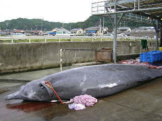 南房総沖合いで捕鯨されたツチクジラ