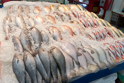 釜山魚