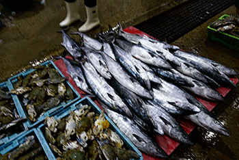 タイ魚市場