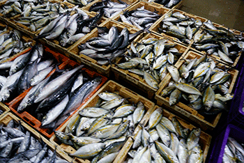 タイ魚市場