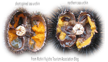 Sea urchin