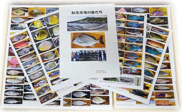 沖縄魚