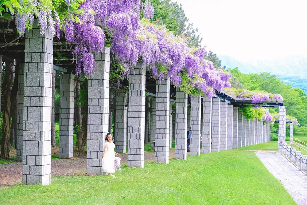 Summer Garden Walk〜Wisteria〜(8)